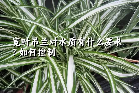 宽叶吊兰对水质有什么要求？如何控制