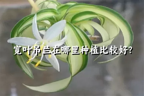 宽叶吊兰在哪里种植比较好？