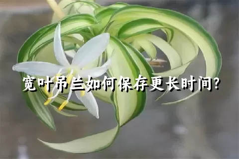 宽叶吊兰如何保存更长时间？