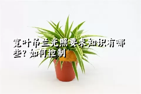 宽叶吊兰光照要求知识有哪些？如何控制