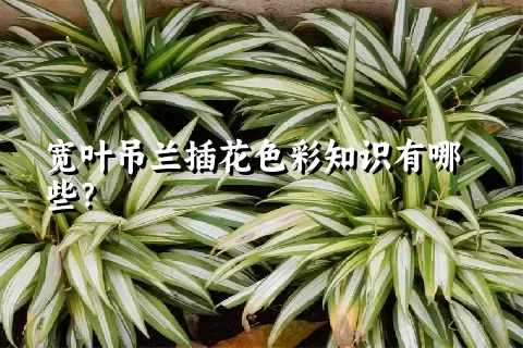 宽叶吊兰插花色彩知识有哪些？