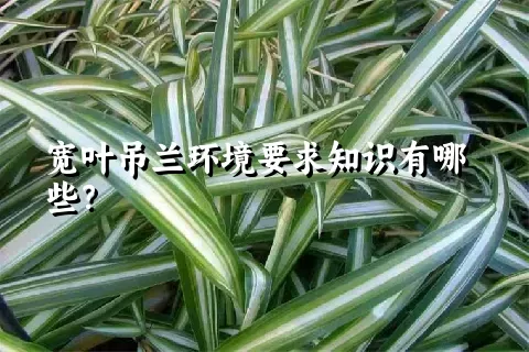 宽叶吊兰环境要求知识有哪些？