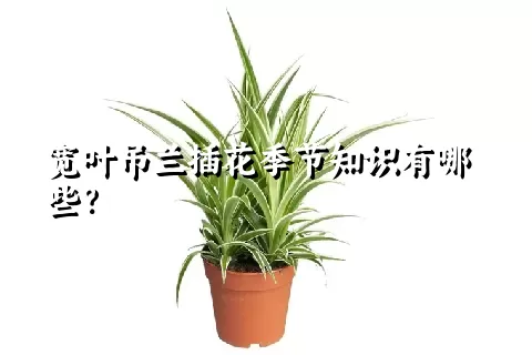 宽叶吊兰插花季节知识有哪些？