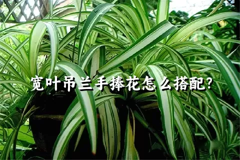 宽叶吊兰手捧花怎么搭配？