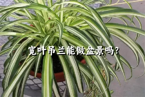 宽叶吊兰能做盆景吗？