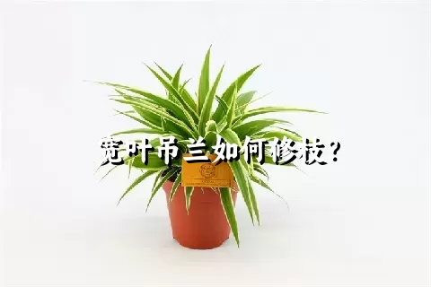 宽叶吊兰如何修枝？