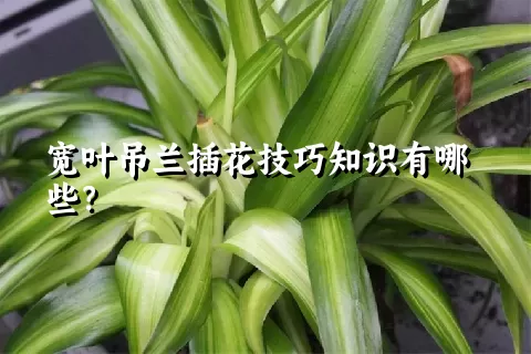 宽叶吊兰插花技巧知识有哪些？