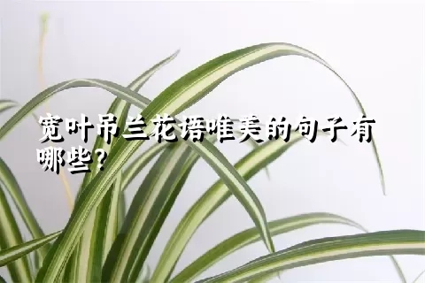 宽叶吊兰花语唯美的句子有哪些？