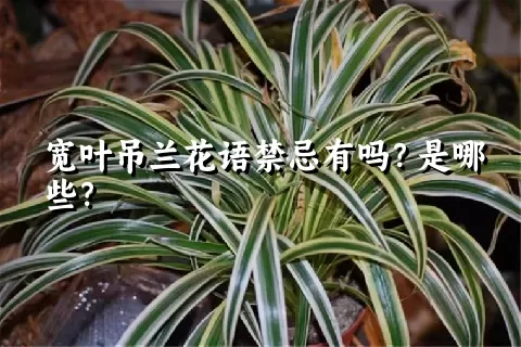 宽叶吊兰花语禁忌有吗？是哪些？