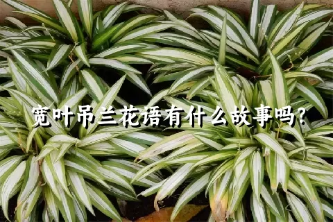 宽叶吊兰花语有什么故事吗？