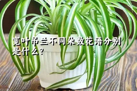 宽叶吊兰不同朵数花语分别是什么？