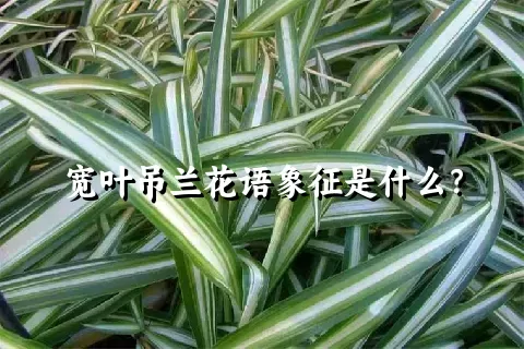 宽叶吊兰花语象征是什么？