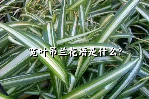 宽叶吊兰花语是什么？