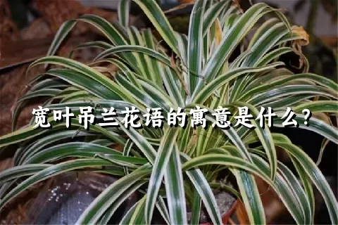 宽叶吊兰花语的寓意是什么？