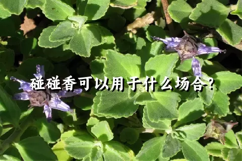 碰碰香可以用于什么场合？