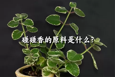 碰碰香的原料是什么？