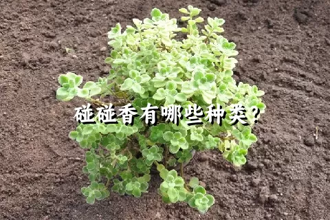 碰碰香有哪些种类？