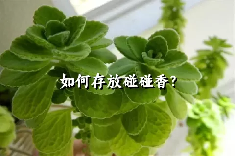 如何存放碰碰香？