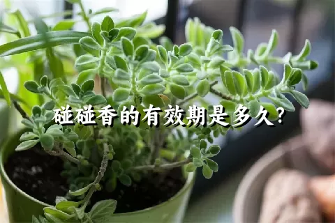 碰碰香的有效期是多久？