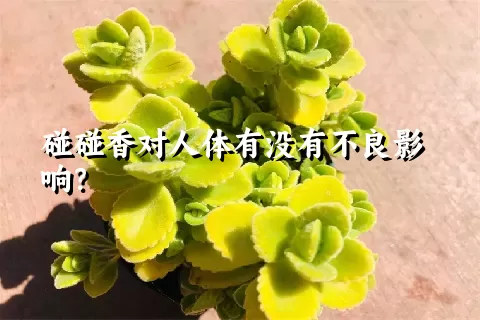 碰碰香对人体有没有不良影响？