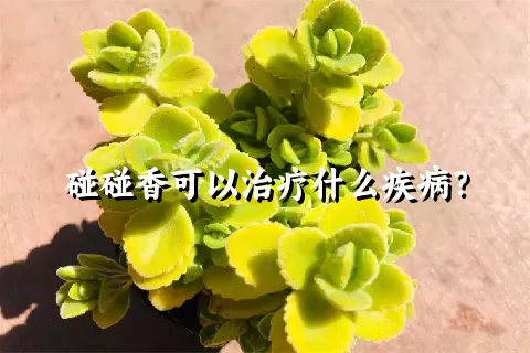 碰碰香可以治疗什么疾病？