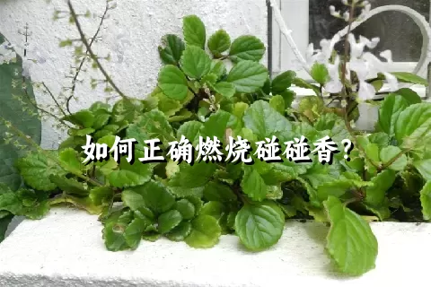 如何正确燃烧碰碰香？