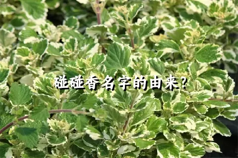 碰碰香名字的由来？