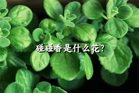 碰碰香是什么花？