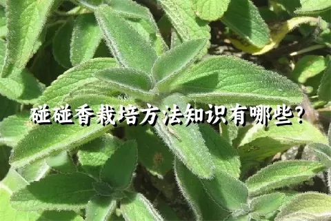 碰碰香栽培方法知识有哪些？