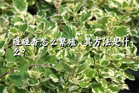 碰碰香怎么繁殖，其方法是什么？