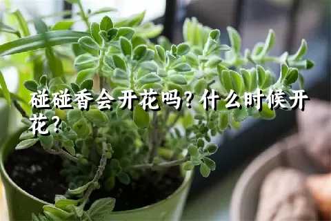 碰碰香会开花吗？什么时候开花？