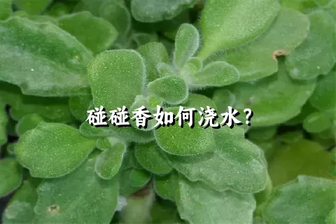 碰碰香如何浇水？