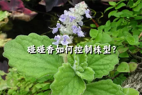 碰碰香如何控制株型？