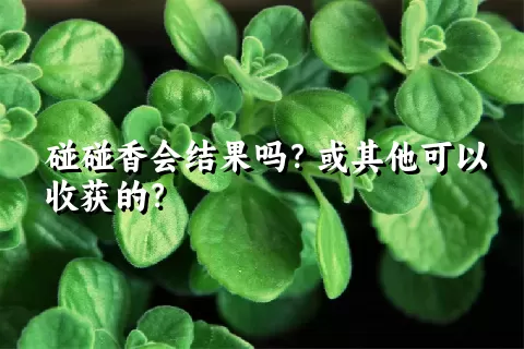 碰碰香会结果吗？或其他可以收获的？