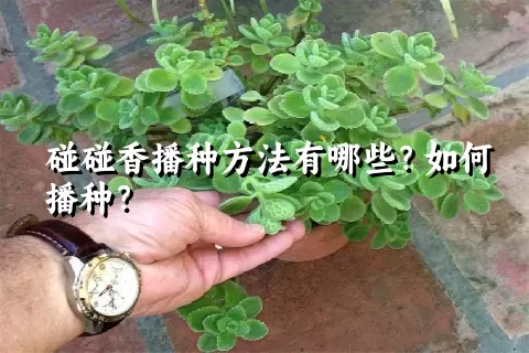 碰碰香播种方法有哪些？如何播种？