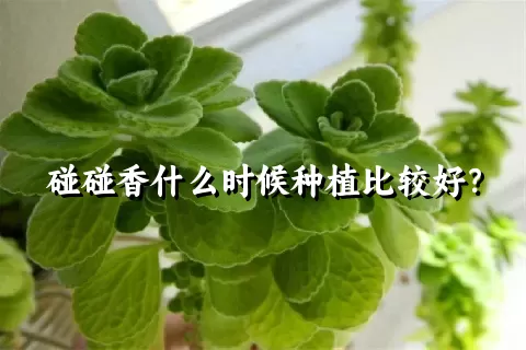 碰碰香什么时候种植比较好？