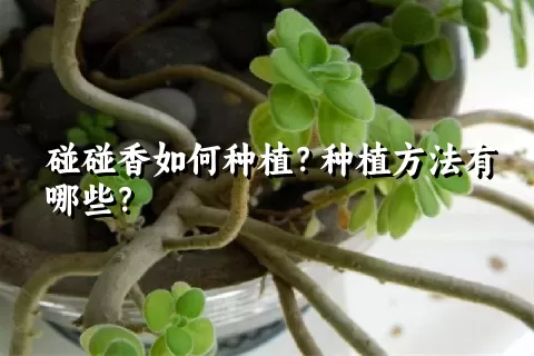 碰碰香如何种植？种植方法有哪些？