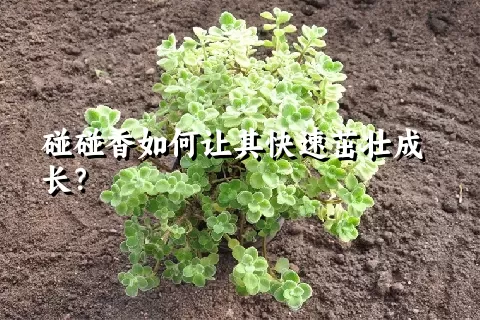 碰碰香如何让其快速茁壮成长？