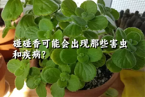 碰碰香可能会出现那些害虫和疾病？