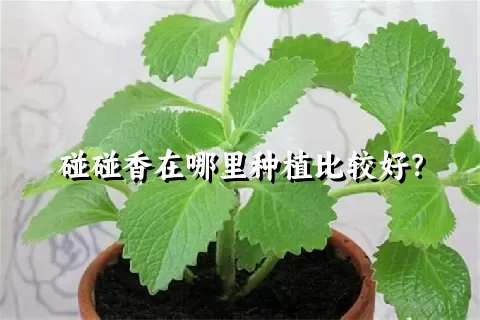 碰碰香在哪里种植比较好？