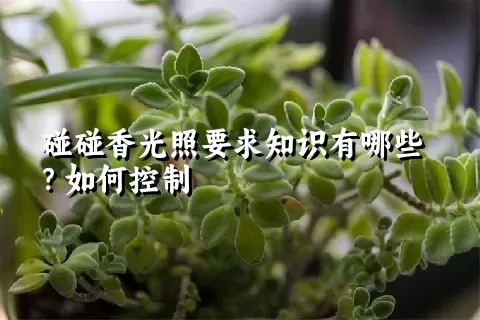 碰碰香光照要求知识有哪些？如何控制