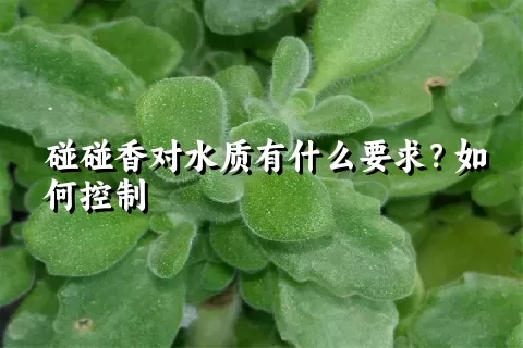 碰碰香对水质有什么要求？如何控制