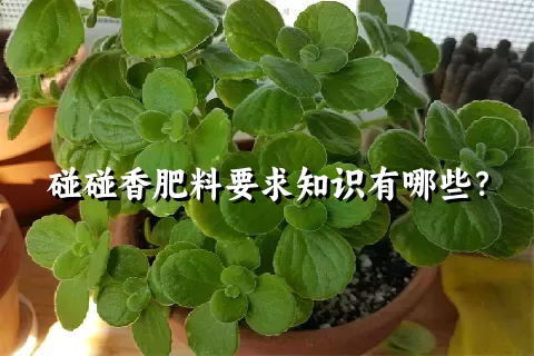 碰碰香肥料要求知识有哪些？