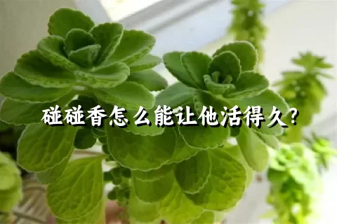 碰碰香怎么能让他活得久？