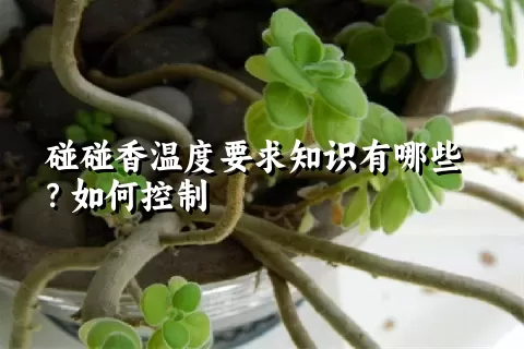 碰碰香温度要求知识有哪些？如何控制