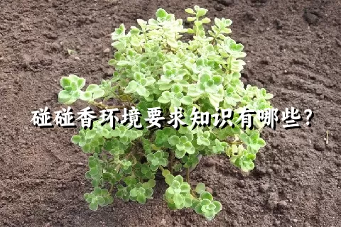 碰碰香环境要求知识有哪些？