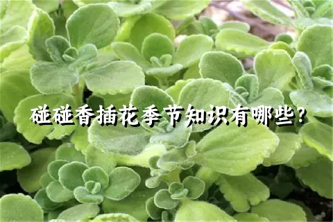 碰碰香插花季节知识有哪些？