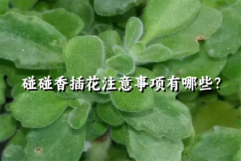 碰碰香插花注意事项有哪些？