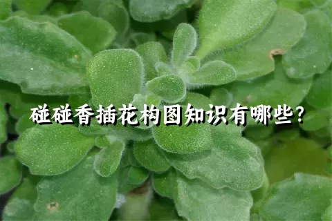 碰碰香插花构图知识有哪些？