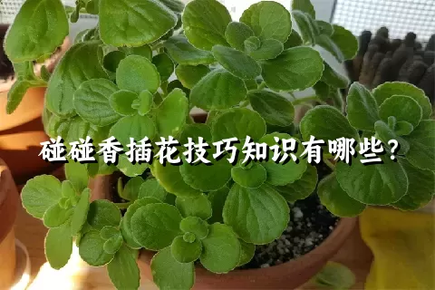 碰碰香插花技巧知识有哪些？